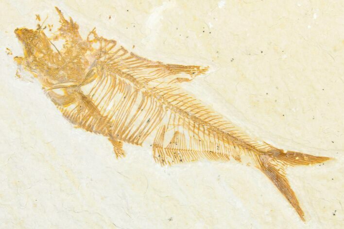 Detailed Fossil Fish (Diplomystus) - Wyoming #357597
